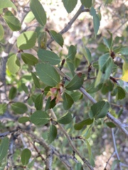 Amelanchier utahensis utahensis