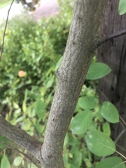 Amelanchier arborea