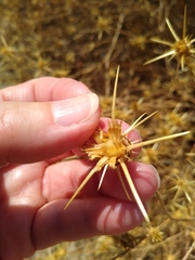 Centaurea solstitialis