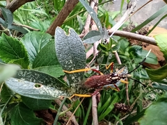 Holhymenia histrio