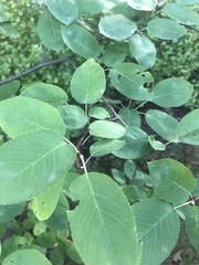 Amelanchier arborea