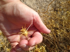 Centaurea solstitialis