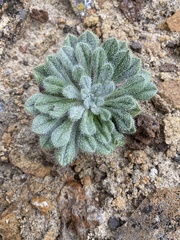 Erigeron canadensis