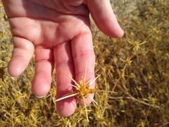Centaurea solstitialis