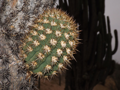 Trichocereus chiloensis