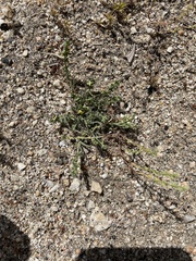 Pectocarya penicillata