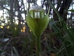 Pterostylis hildae