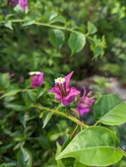 Bougainvillea