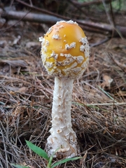 Amanita muscaria guessowii