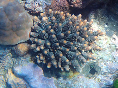 Acropora humilis
