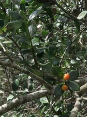 Alyxia buxifolia