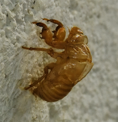 Diceroprocta apache