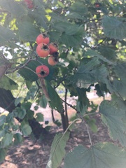 Crataegus mollis