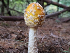 Amanita muscaria guessowii