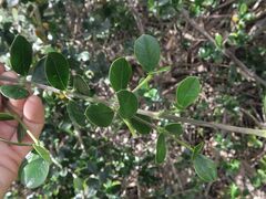 Alyxia buxifolia