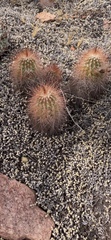 Echinocereus reichenbachii baileyi