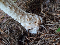 Amanita muscaria guessowii