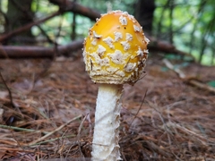 Amanita muscaria guessowii