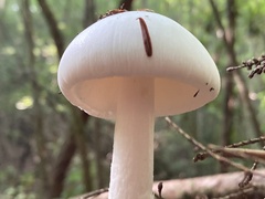 Phalloideae