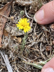 Lessingia germanorum