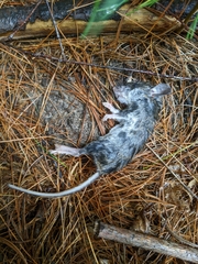 Peromyscus leucopus