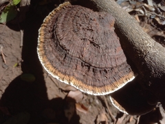 Polyporaceae