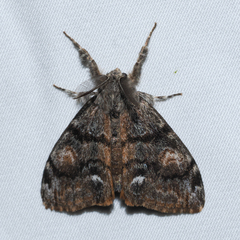Orgyia pseudotsugata