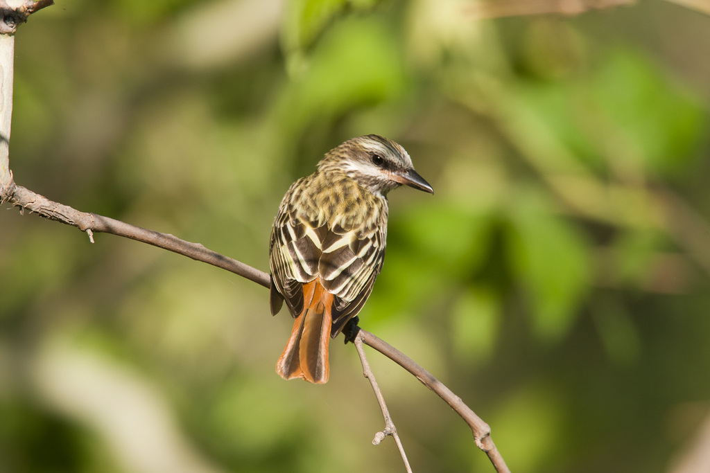 Sulphur-bellied Flycatcher photo