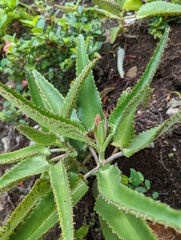 Kalanchoe daigremontiana