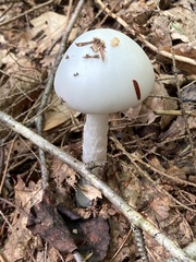 Phalloideae