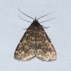 Idia lubricalis