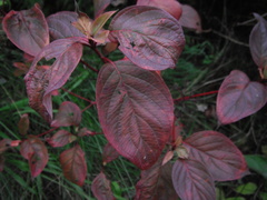 Cornus rugosa