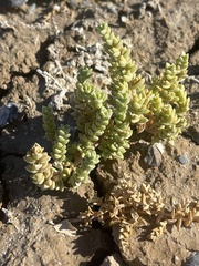 Nitrophila mohavensis