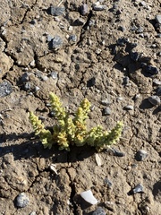 Nitrophila mohavensis