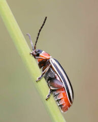 Disonycha pensylvanica