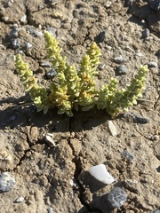Nitrophila mohavensis