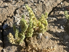 Nitrophila mohavensis