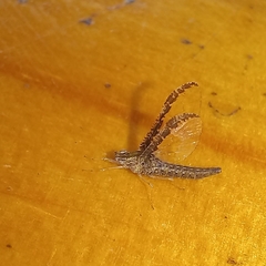 Callibaetis