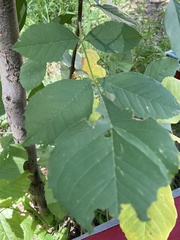 Fraxinus velutina