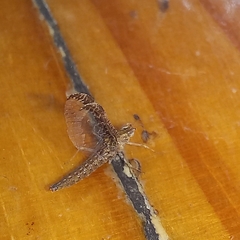 Callibaetis