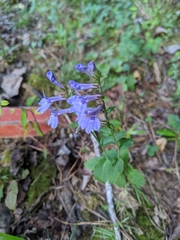 Lobelia