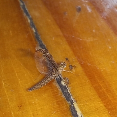 Callibaetis