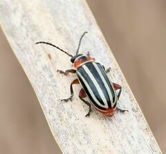 Disonycha pensylvanica