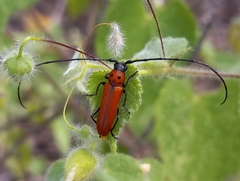 Tylosis oculatus