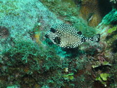 Lactophrys triqueter