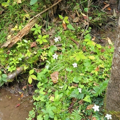 Parnassia asarifolia
