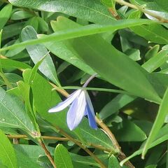 Billardiera heterophylla