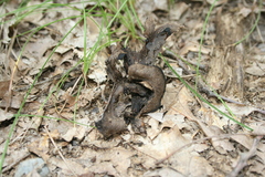 Craterellus fallax