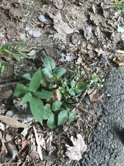 Cryptotaenia canadensis