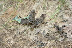 Craterellus fallax